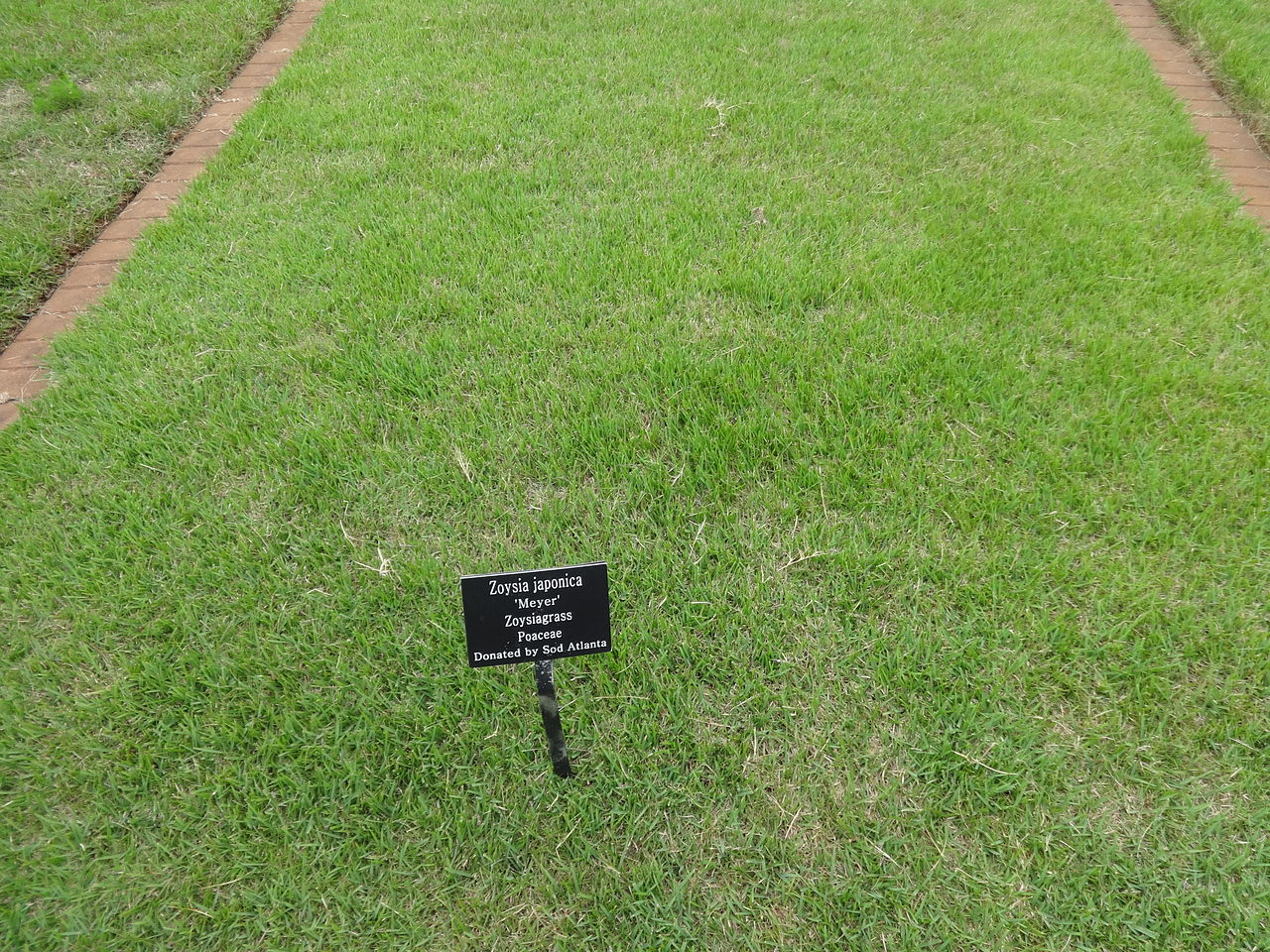 Japanese Lawngrass image 3