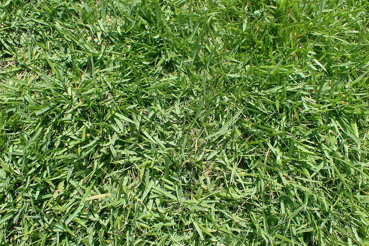 Japanese Lawngrass image 2