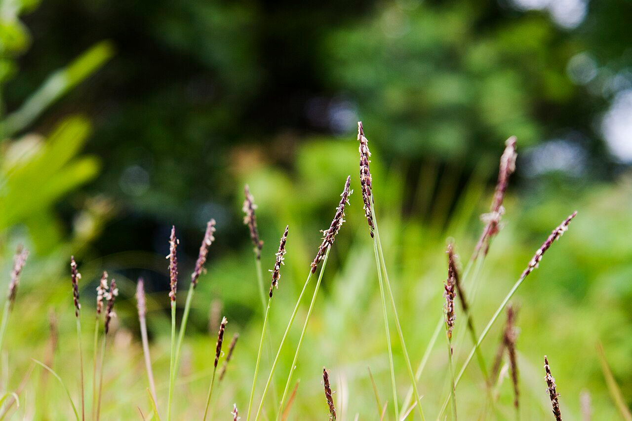 Japanese Lawngrass image 4