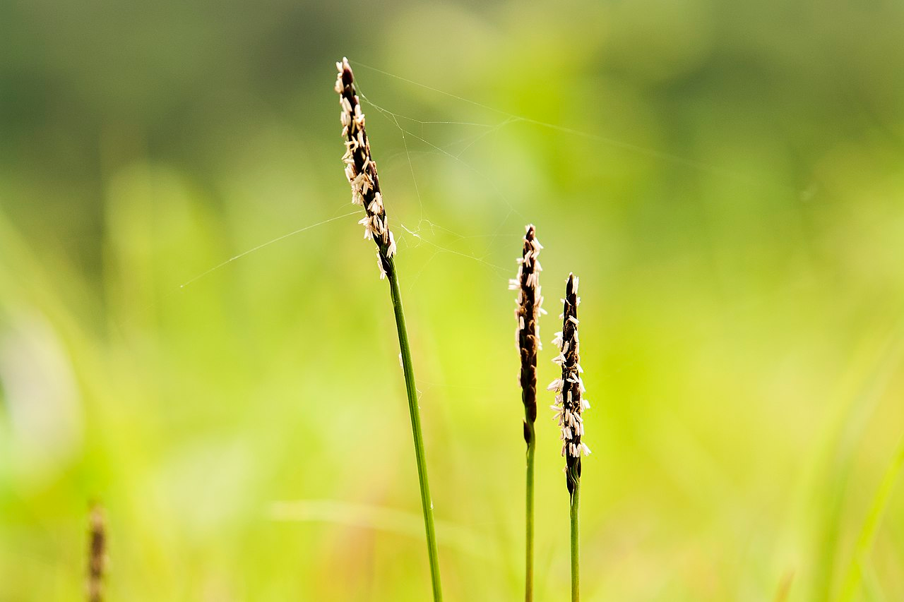 Japanese Lawngrass image 5