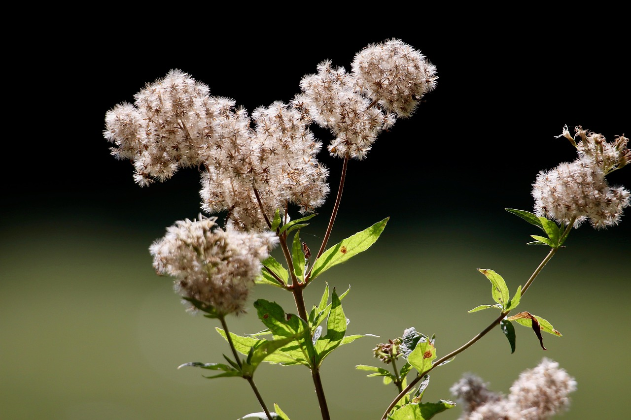 Chinese Thoroughwort image 4