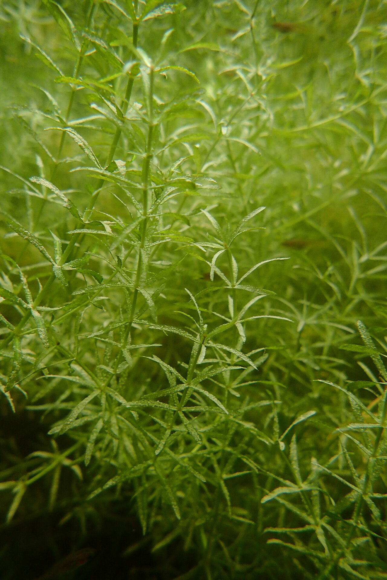Hydrilla image 4