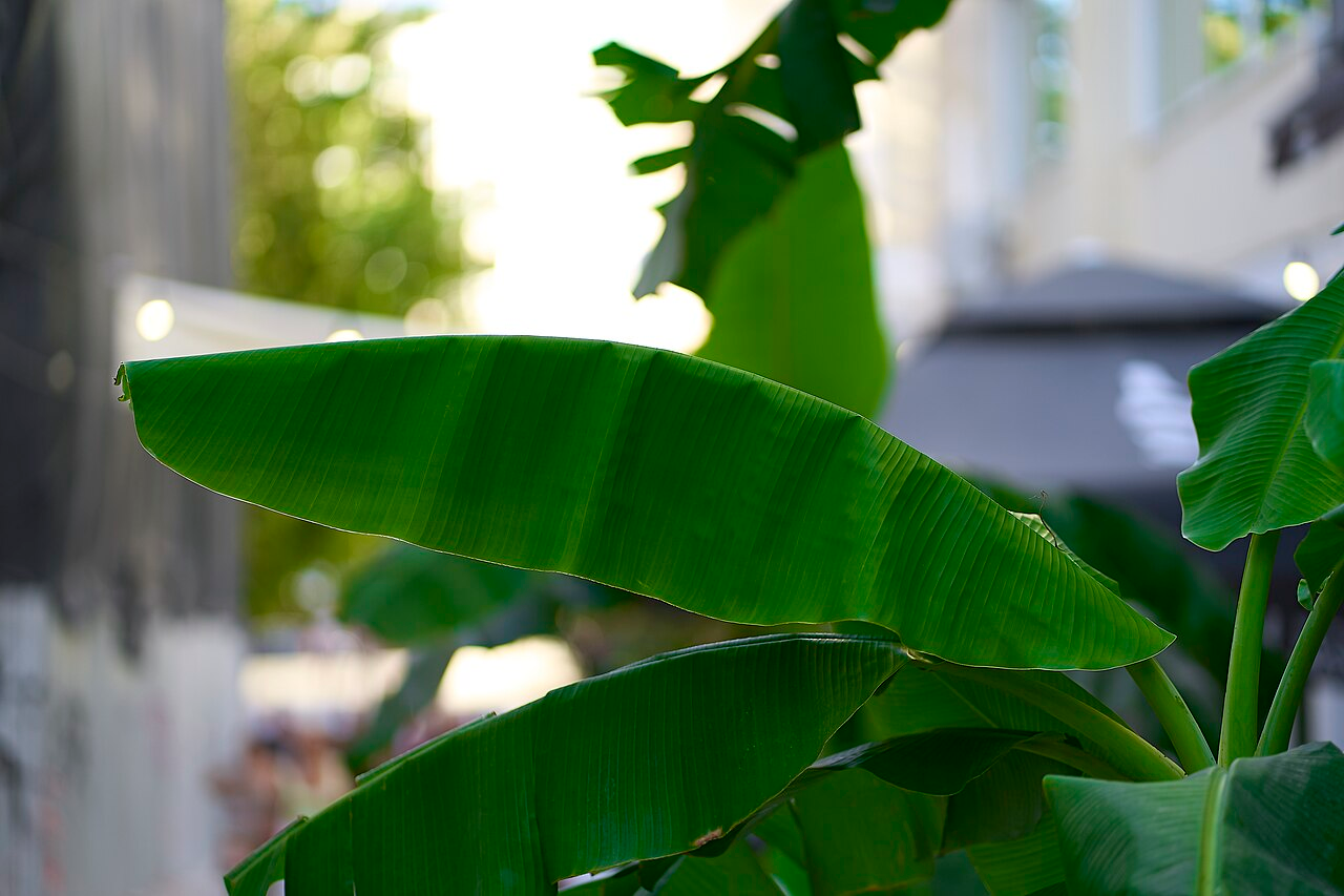 Hardy Banana image 5