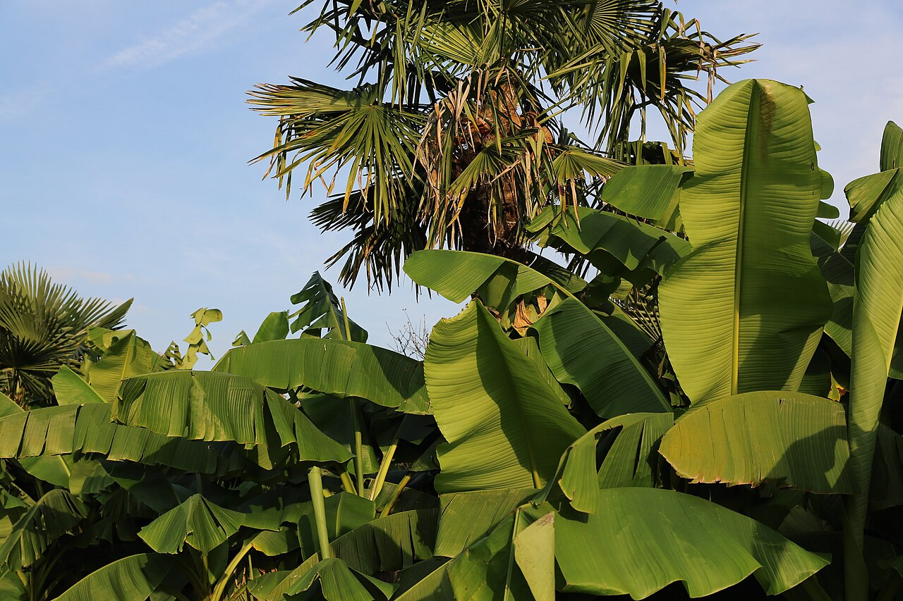 Hardy Banana image 6