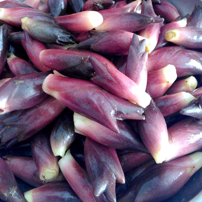 Myoga Ginger image 2