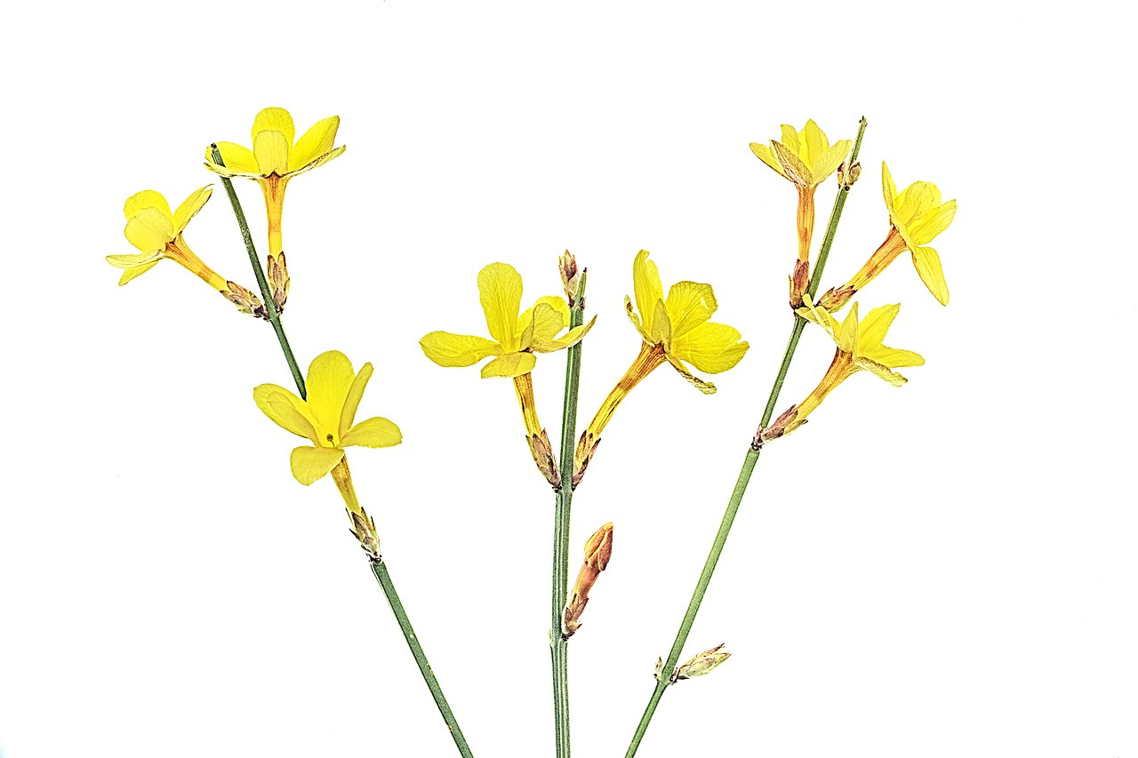 Winter Jasmine image 7