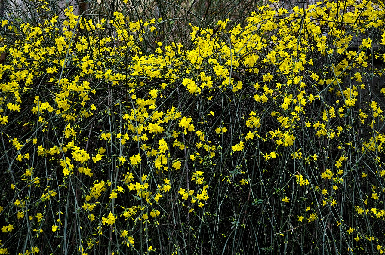 Winter Jasmine image 4