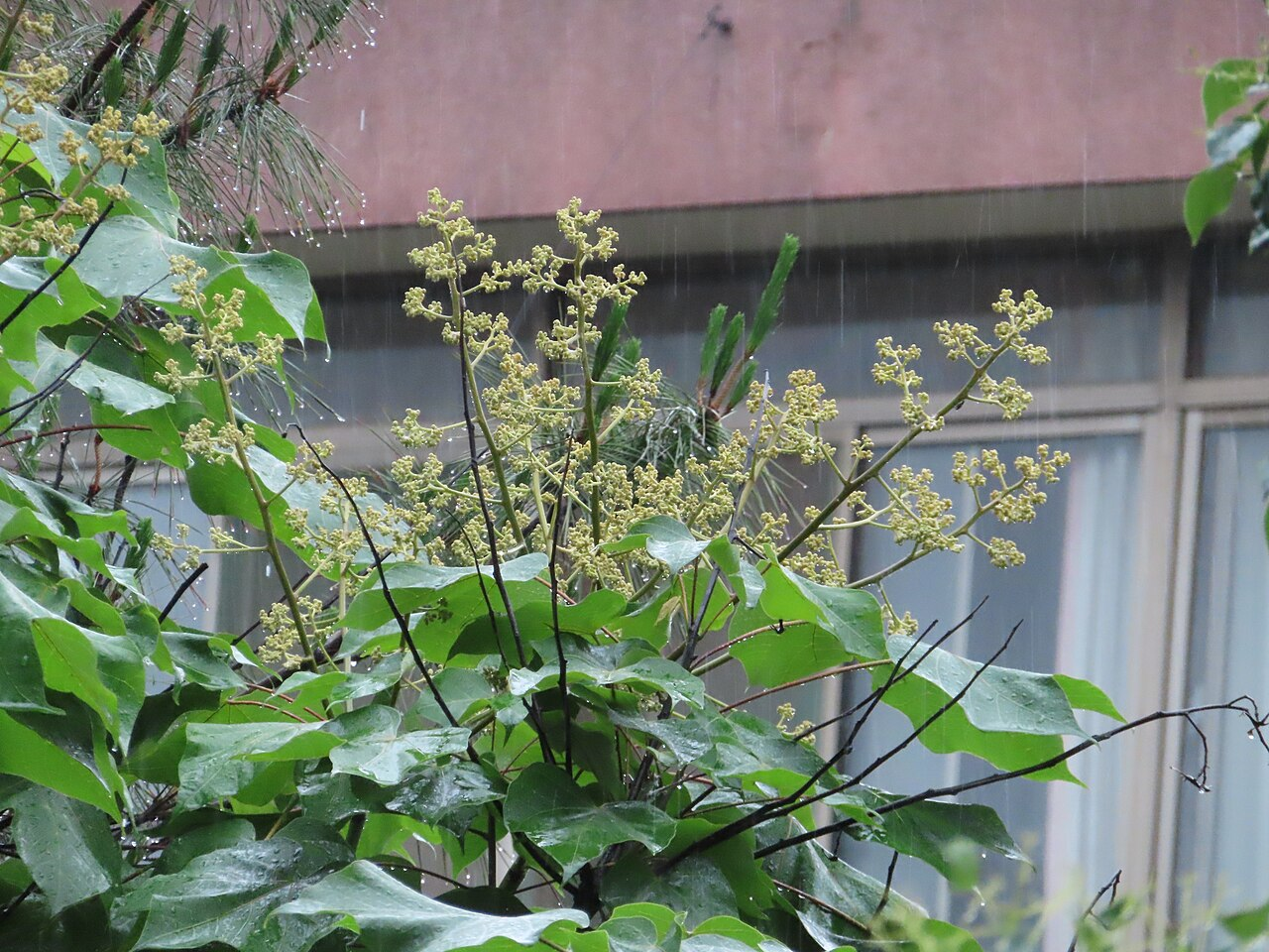 Chinese Parasol Tree image 6