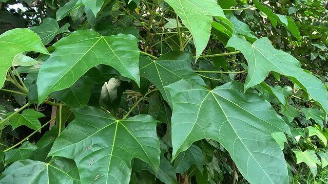 Chinese Parasol Tree image 4