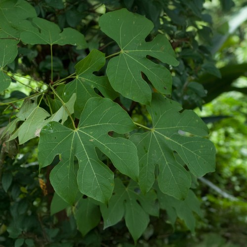 Chinese Parasol Tree image 5