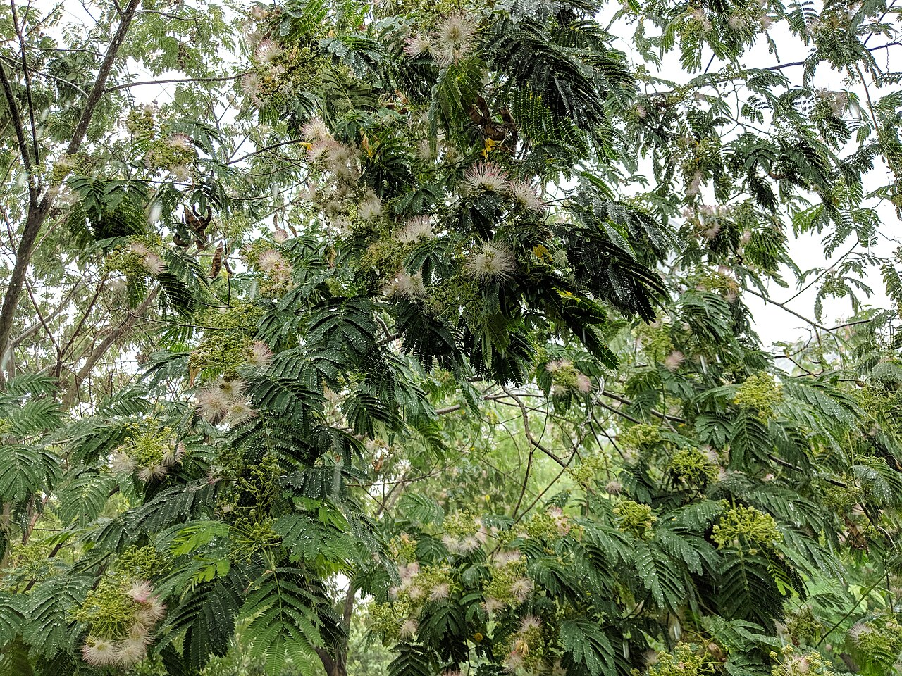 Silk Tree image 7