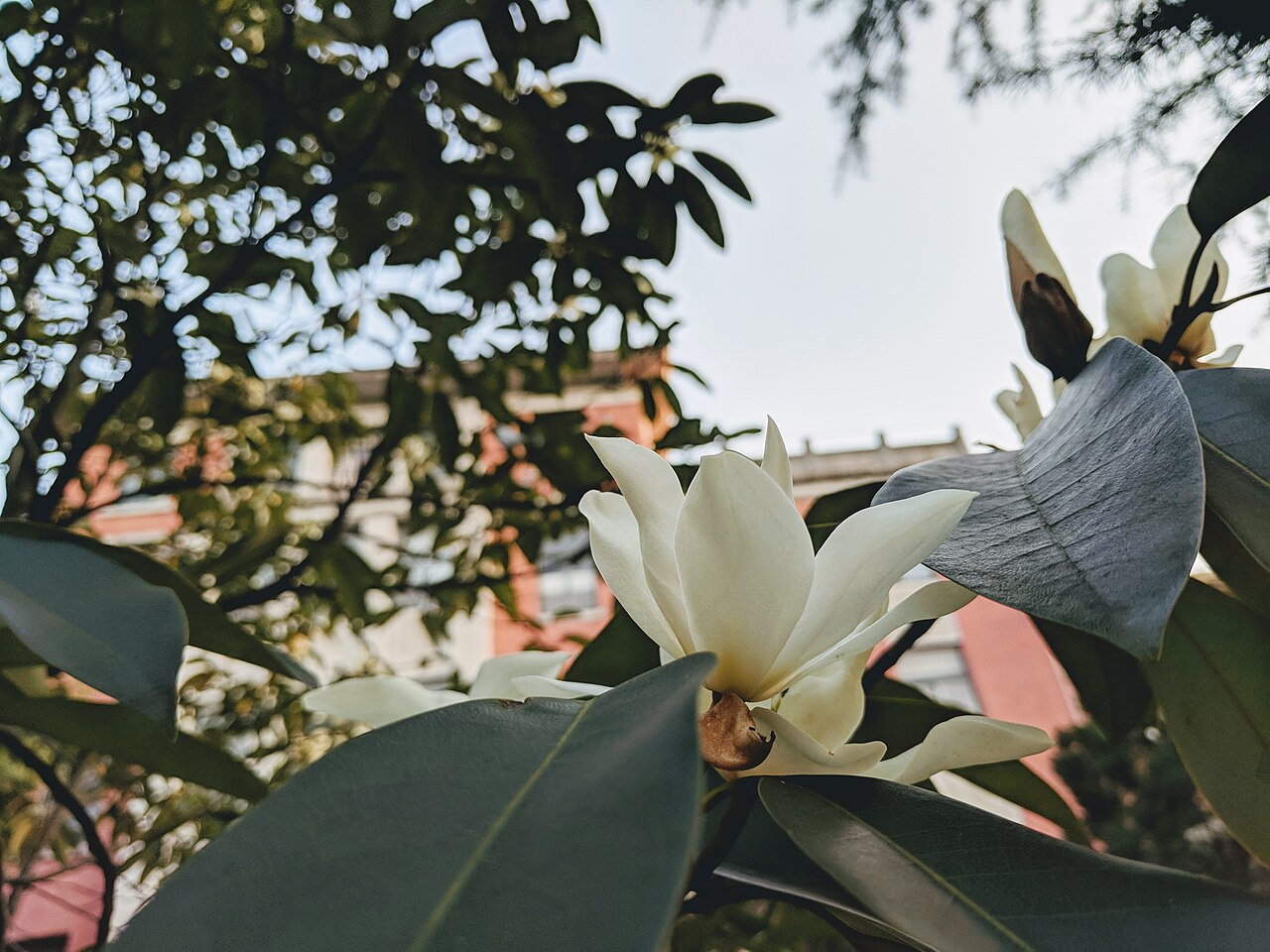 Maudiae Magnolia image 3