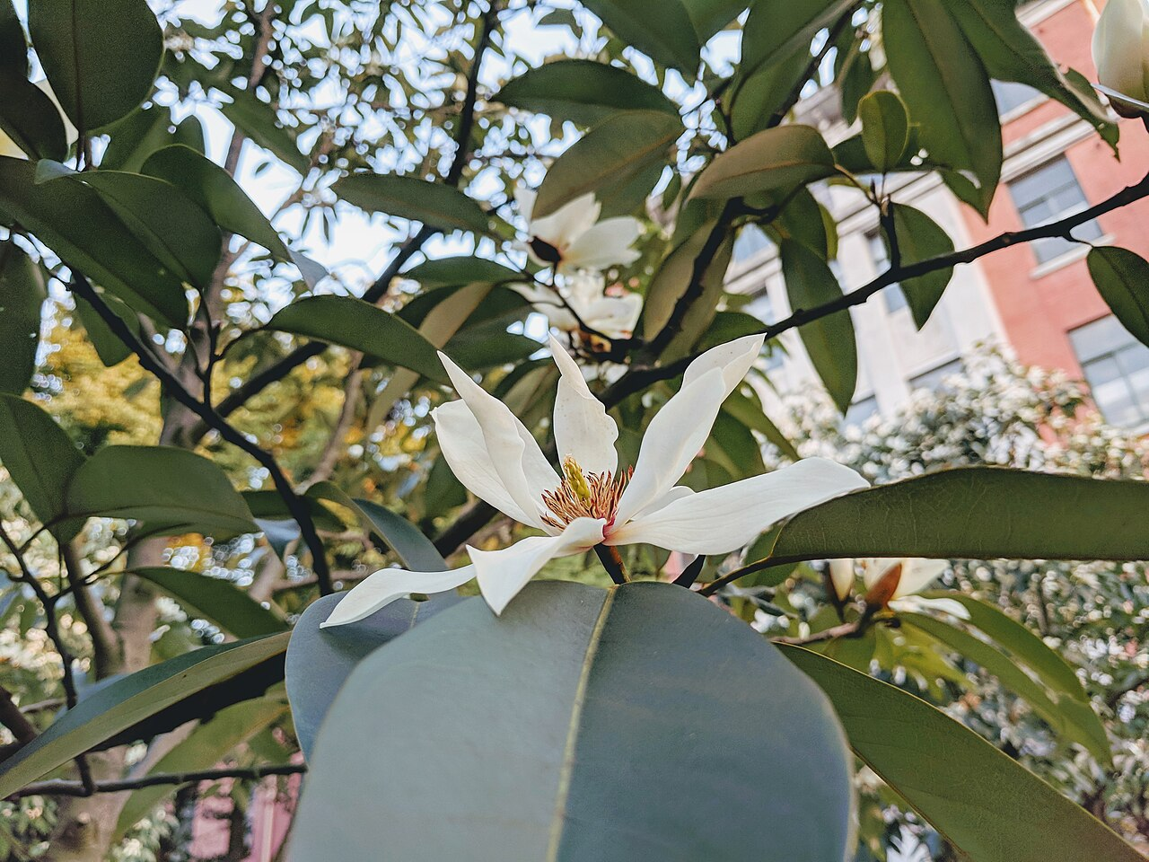 Maudiae Magnolia image 5