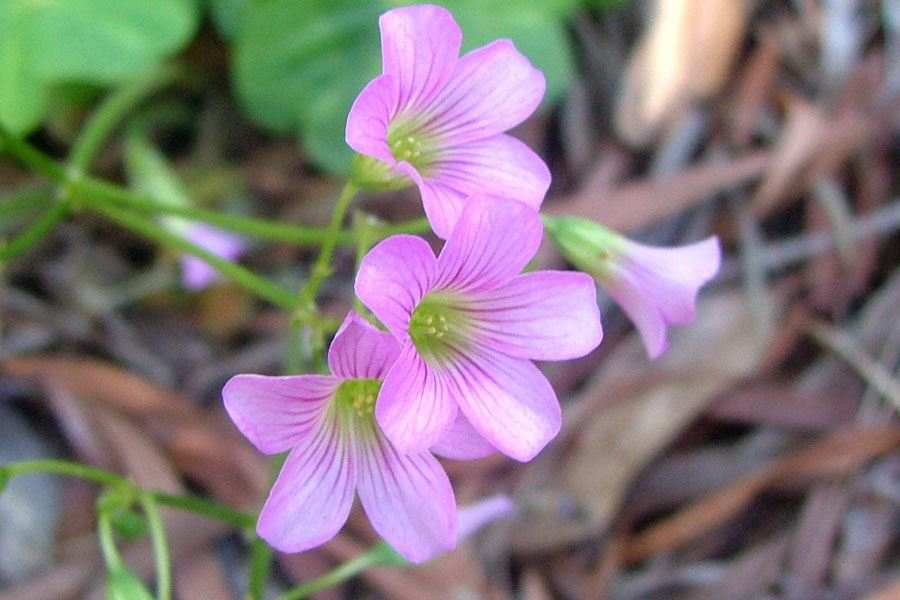Pink Woodsorrel image 5