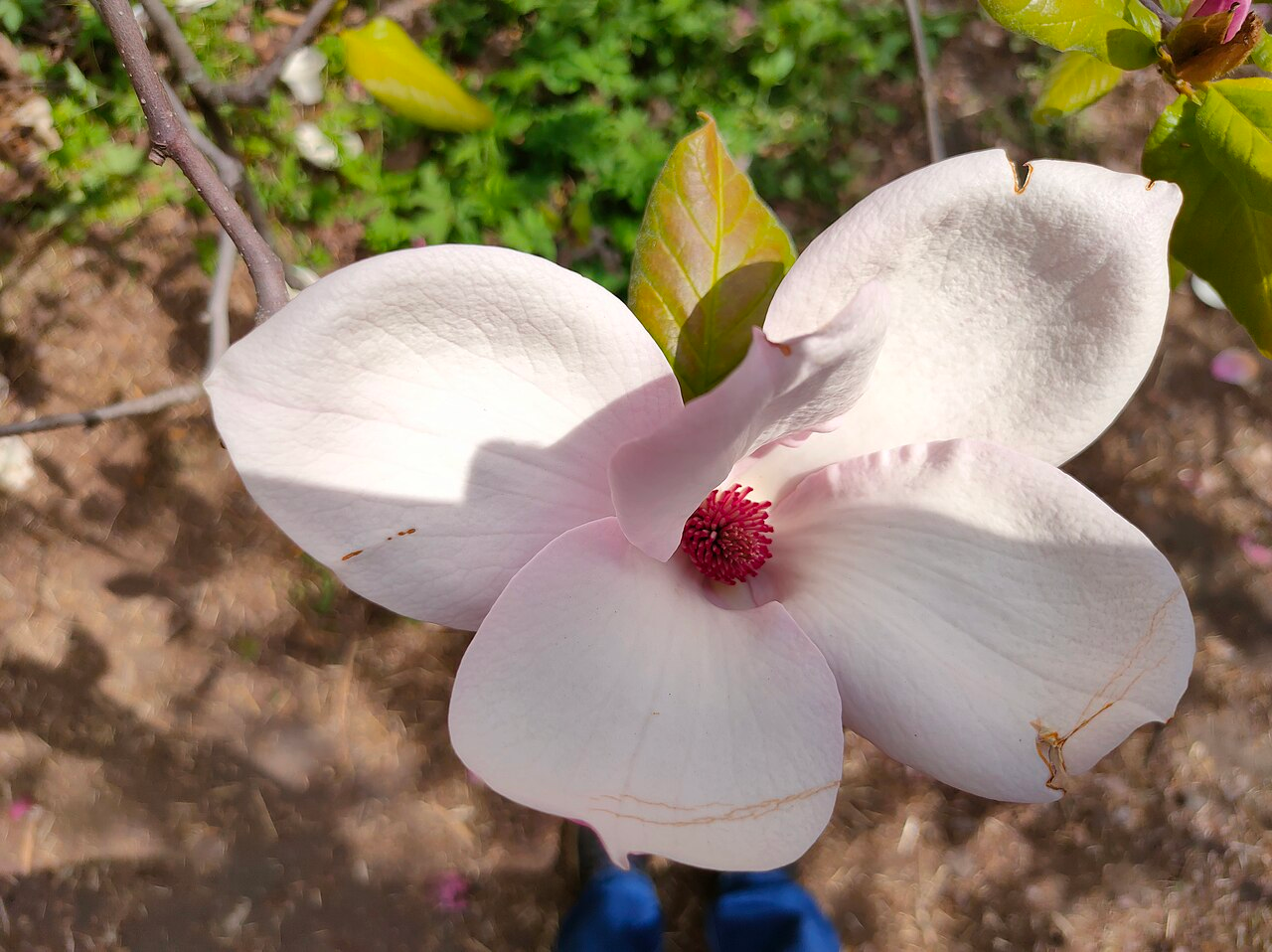 Saucer Magnolia image 2