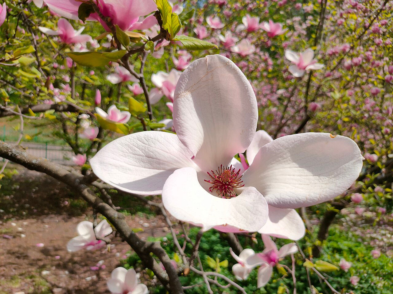 Saucer Magnolia image 3