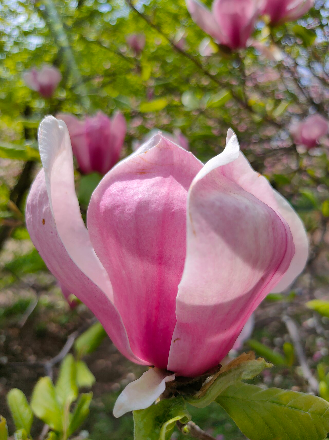 Saucer Magnolia image 4