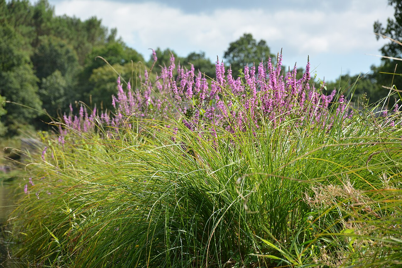 Purple Loosestrife image 7