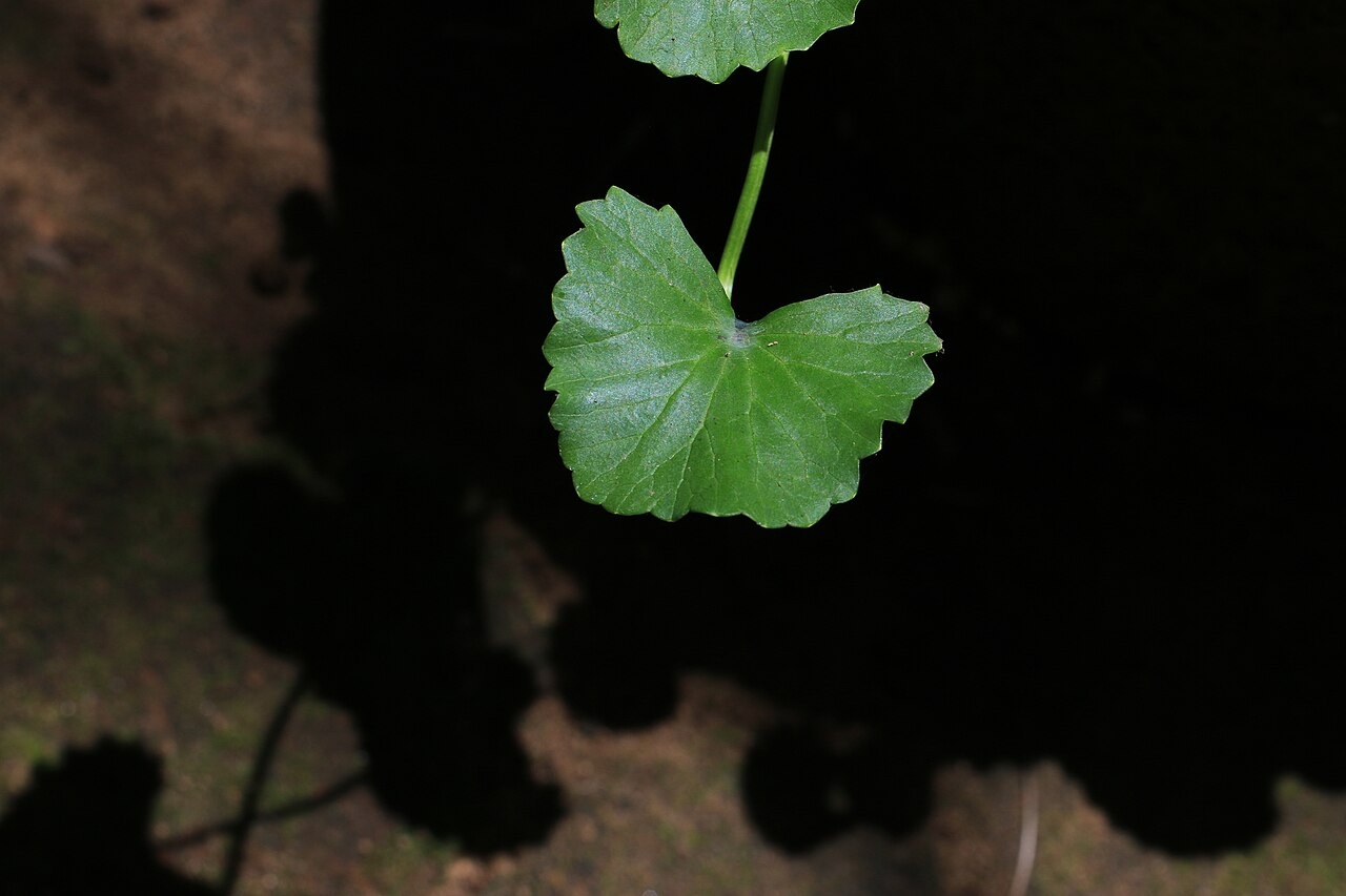 Gotu Kola image 2