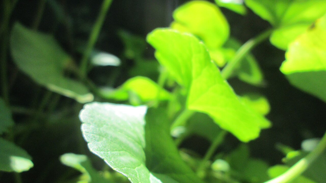 Gotu Kola image 3