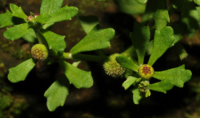 Spreading Sneezeweed