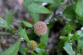 Spreading Sneezeweed image 2