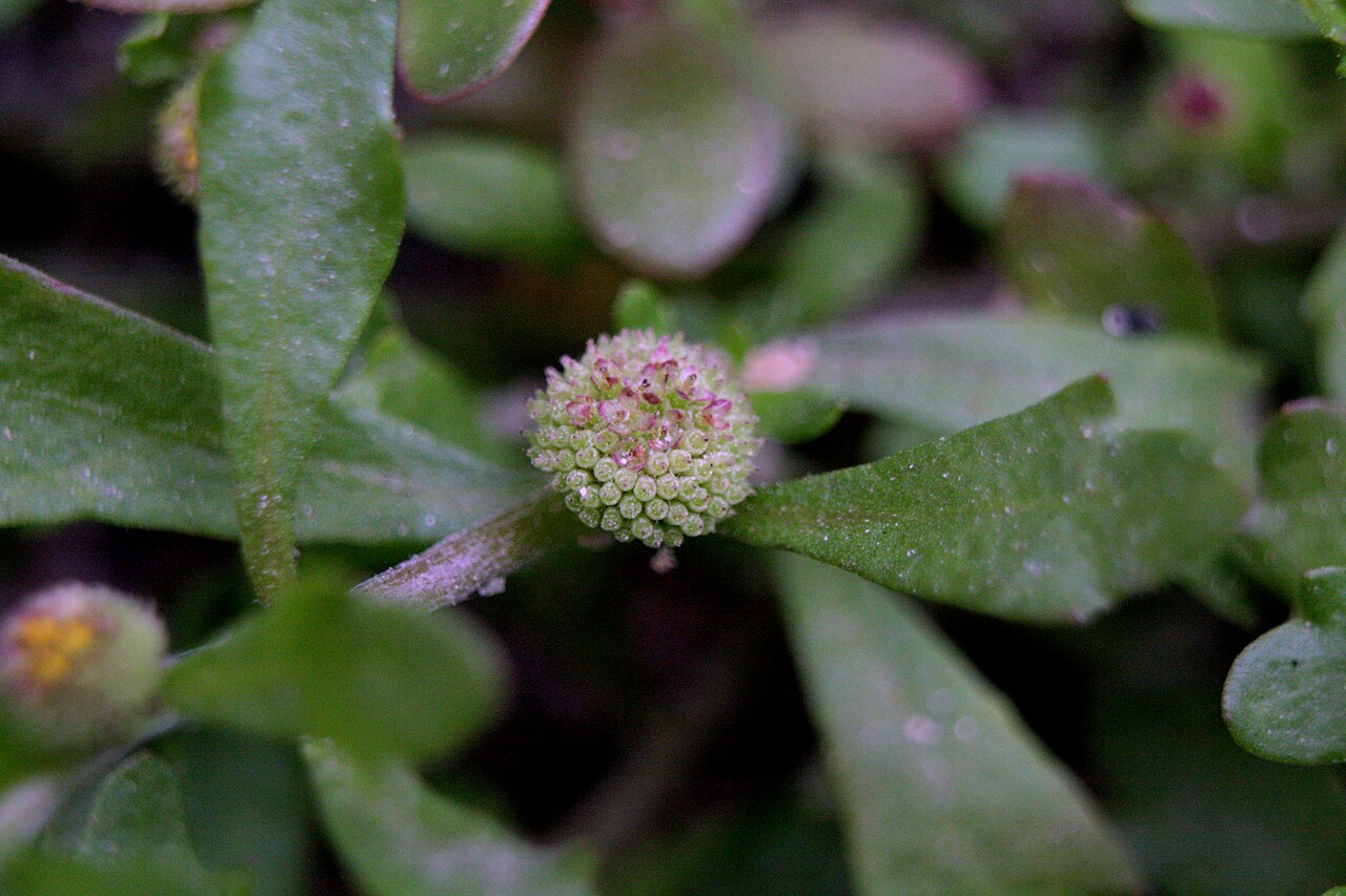 Spreading Sneezeweed image 3