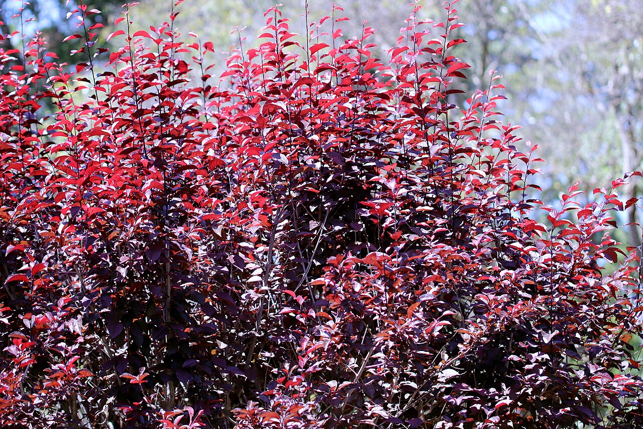 Purple-leaf plum image 5