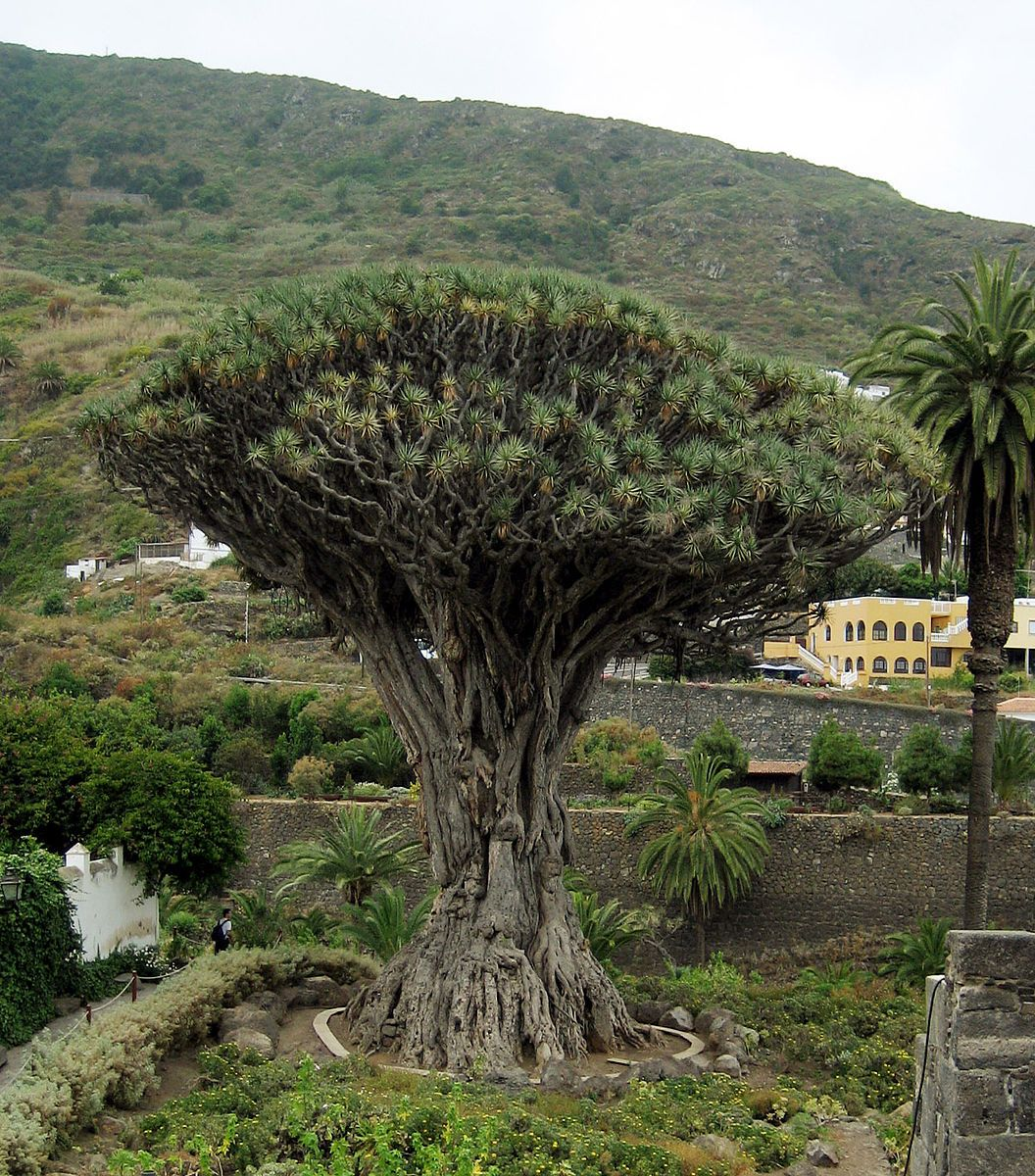 شجرة التنين صورة 2