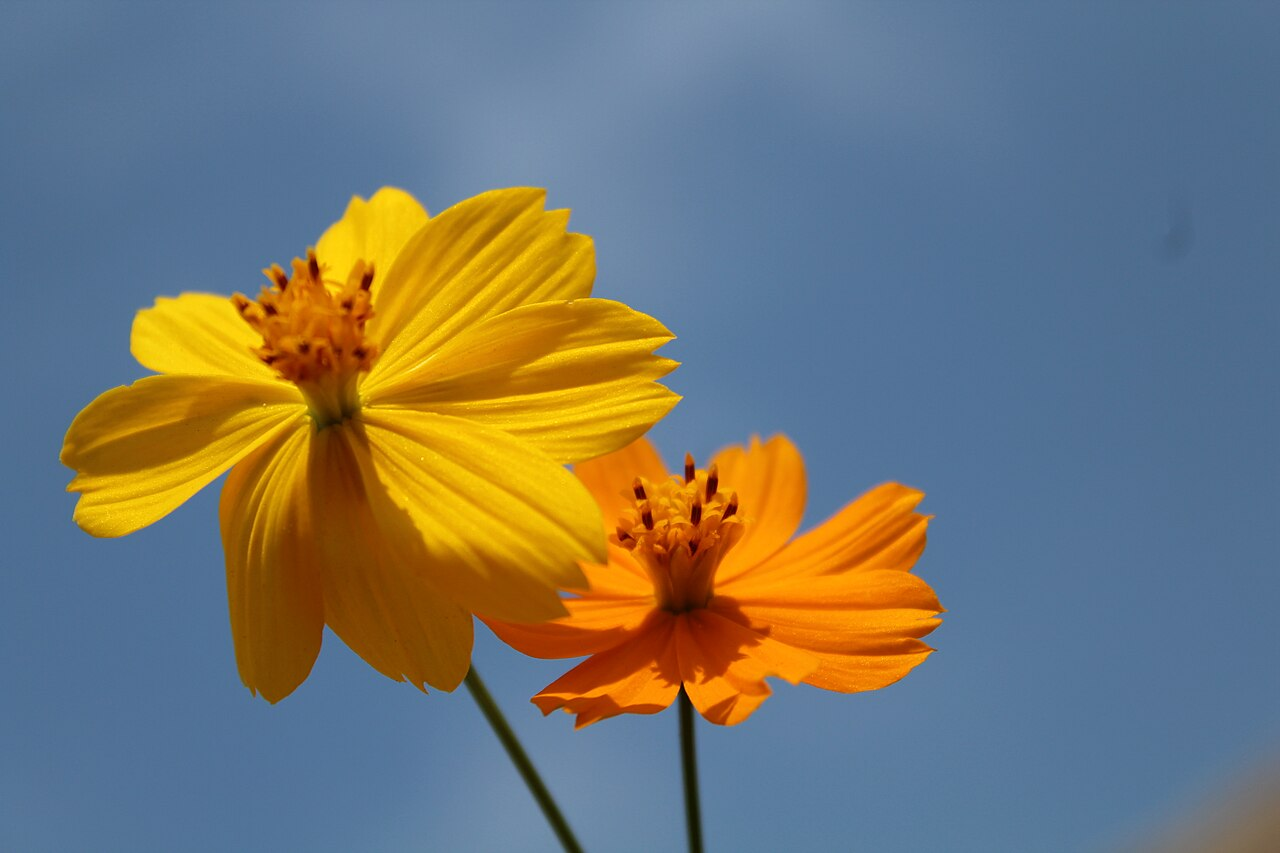 Sulfur Cosmos image 6