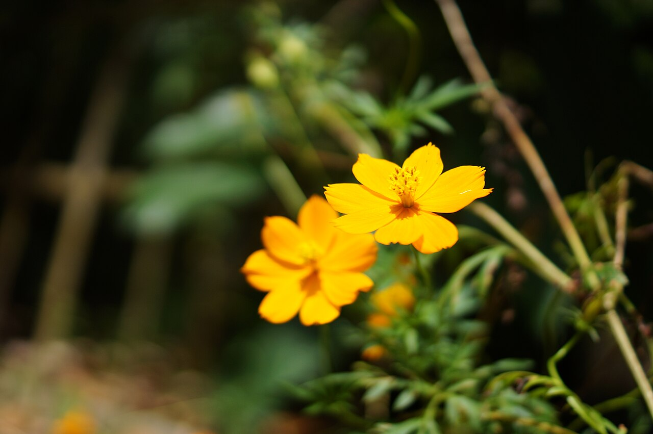 Sulfur Cosmos image 7