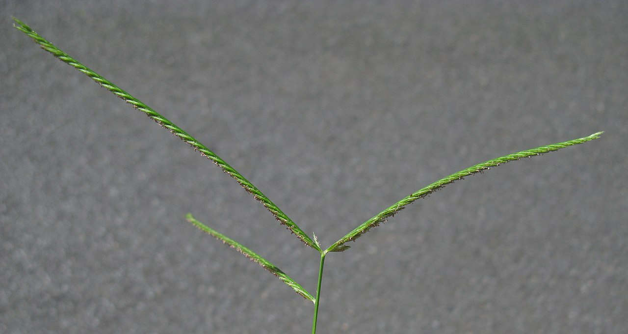 牛筋草 图片 6