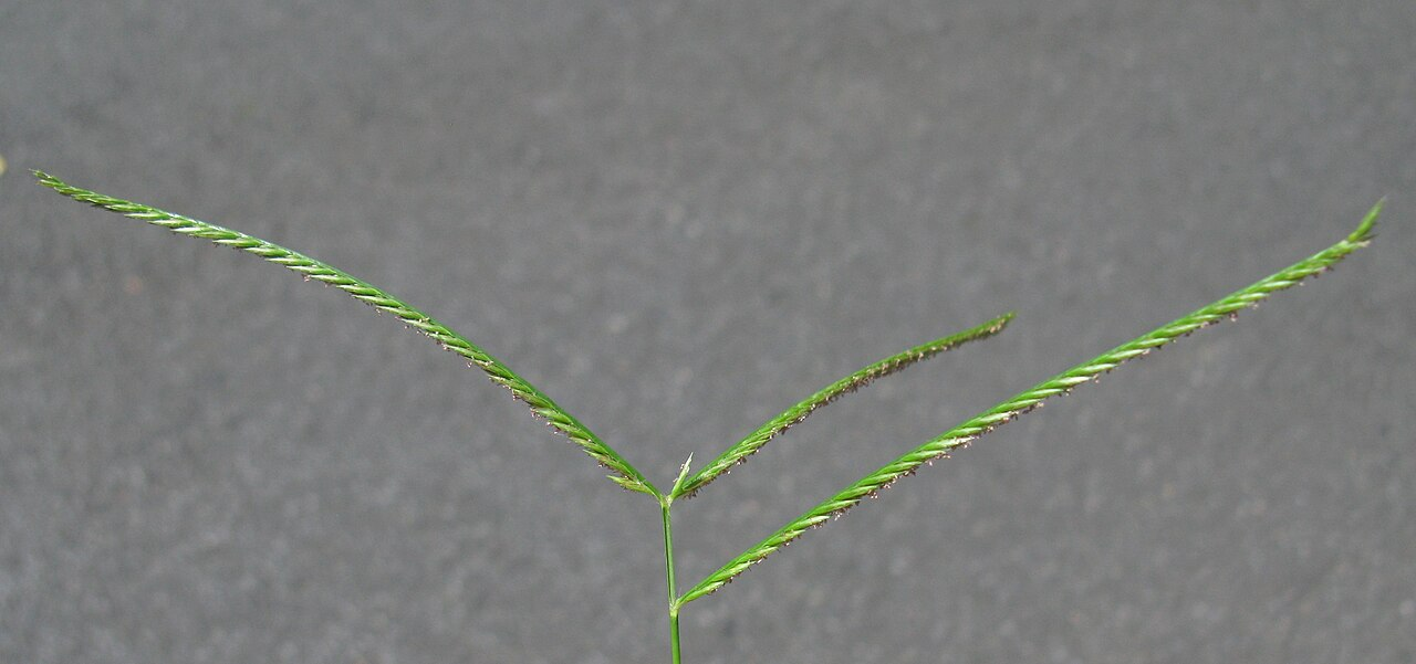 牛筋草 图片 7