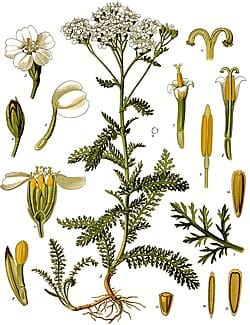 Yarrow photo 6