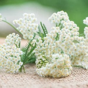 Yarrow photo 3