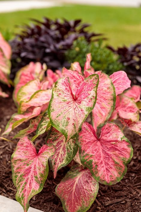 Caladium hoto 5