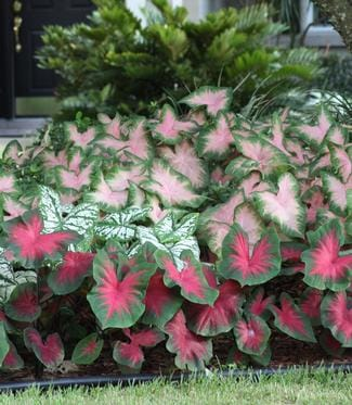Caladium hoto 7