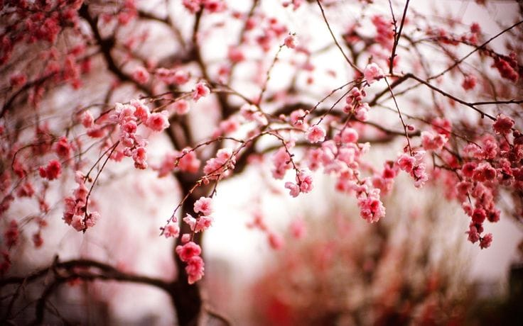 أزهار الكرز صورة 4