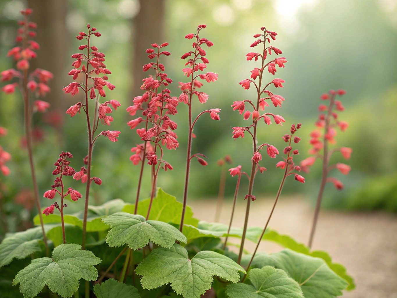 Coral Bells Bild 2