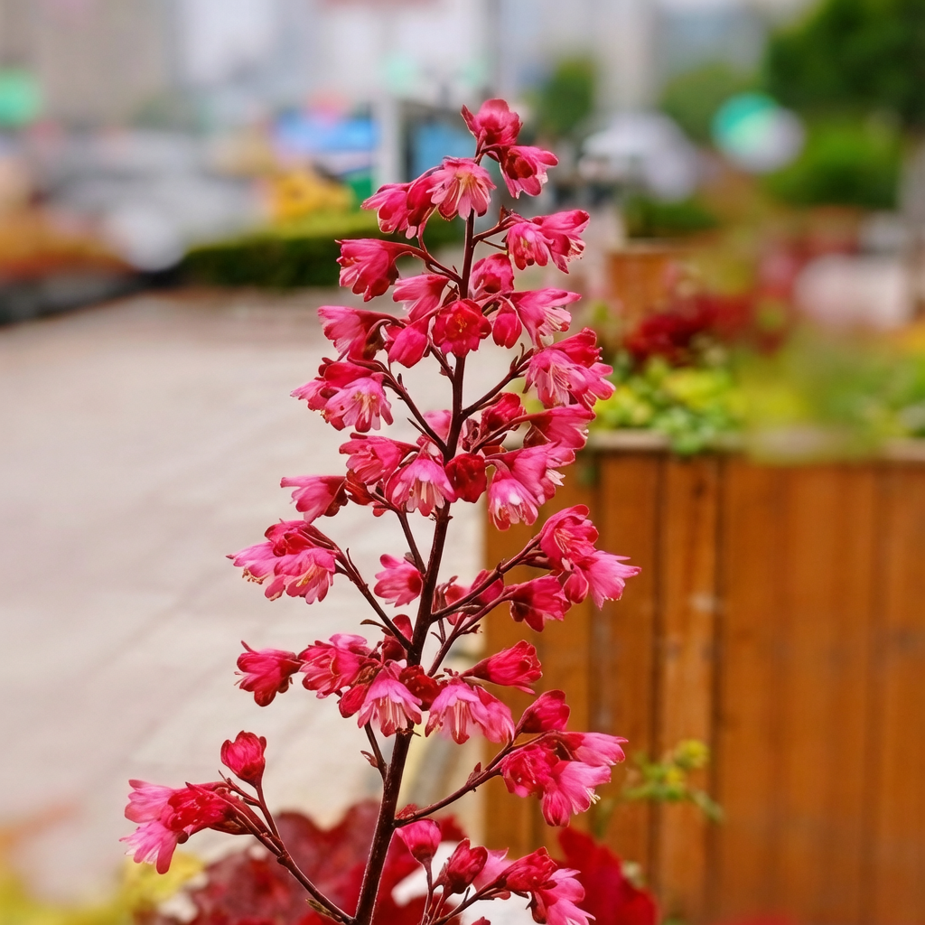 Coral Bells
