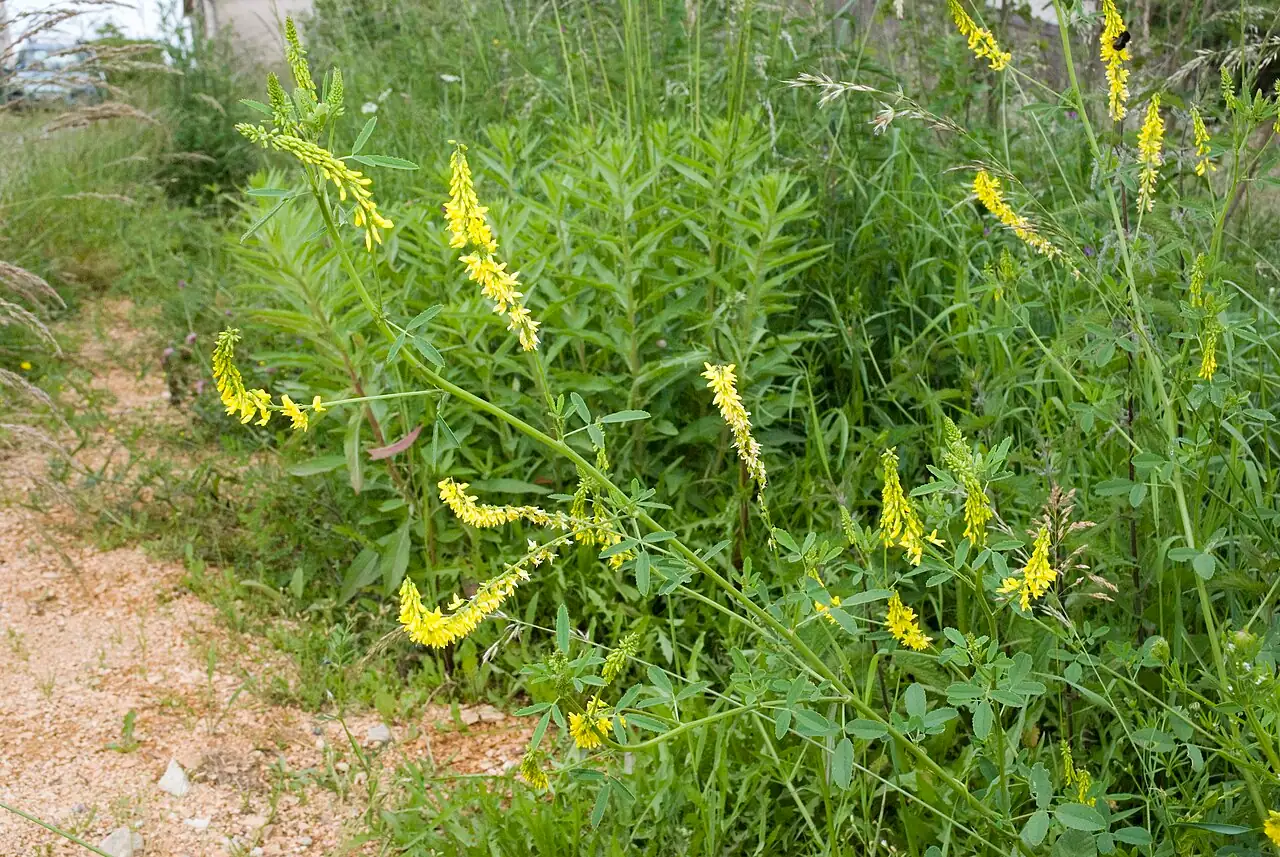 草木樨 (Melilotus officinalis) 养护 – Oasislink