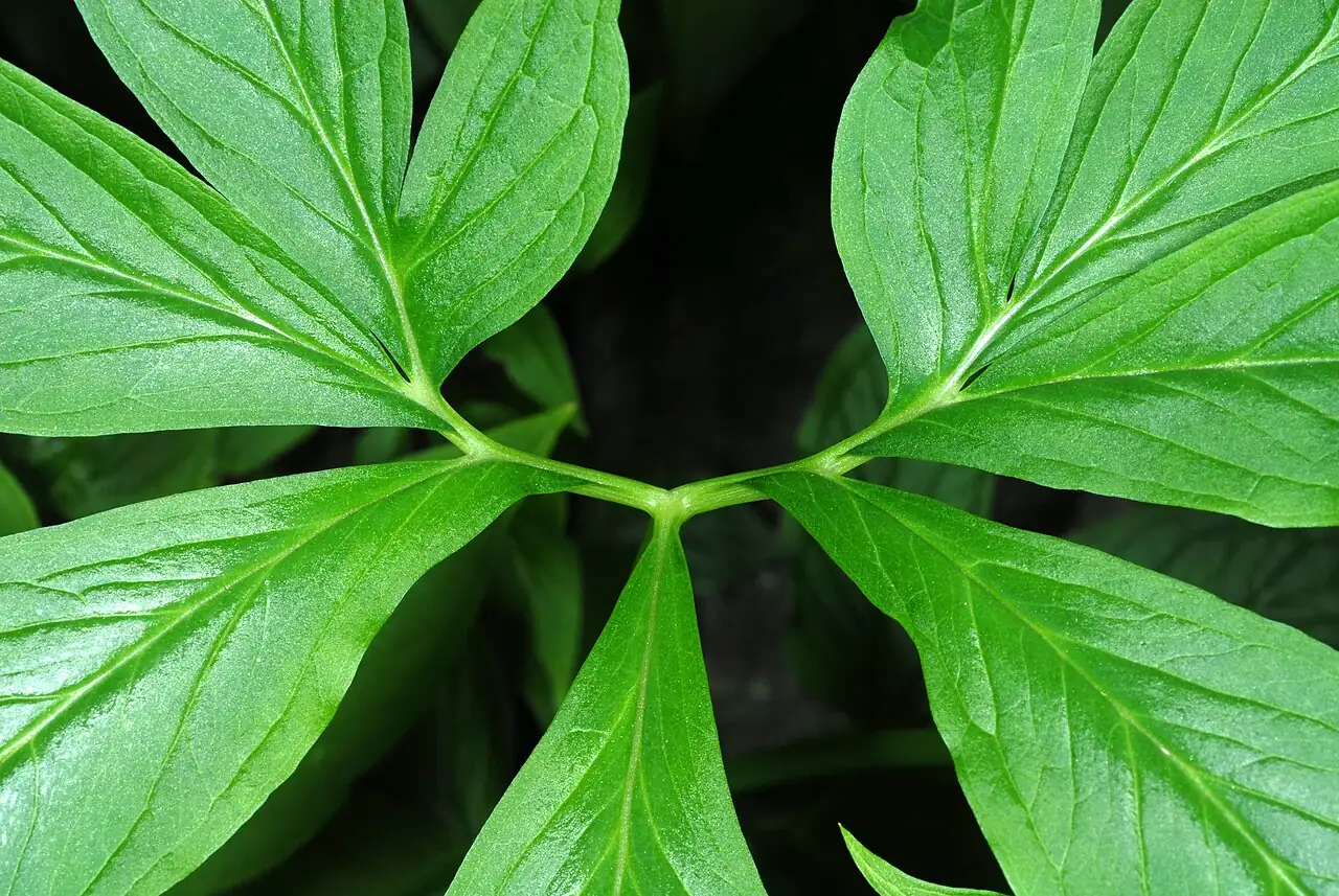 Pedate-Leaf Pinellia (Pinellia pedatisecta) — main view