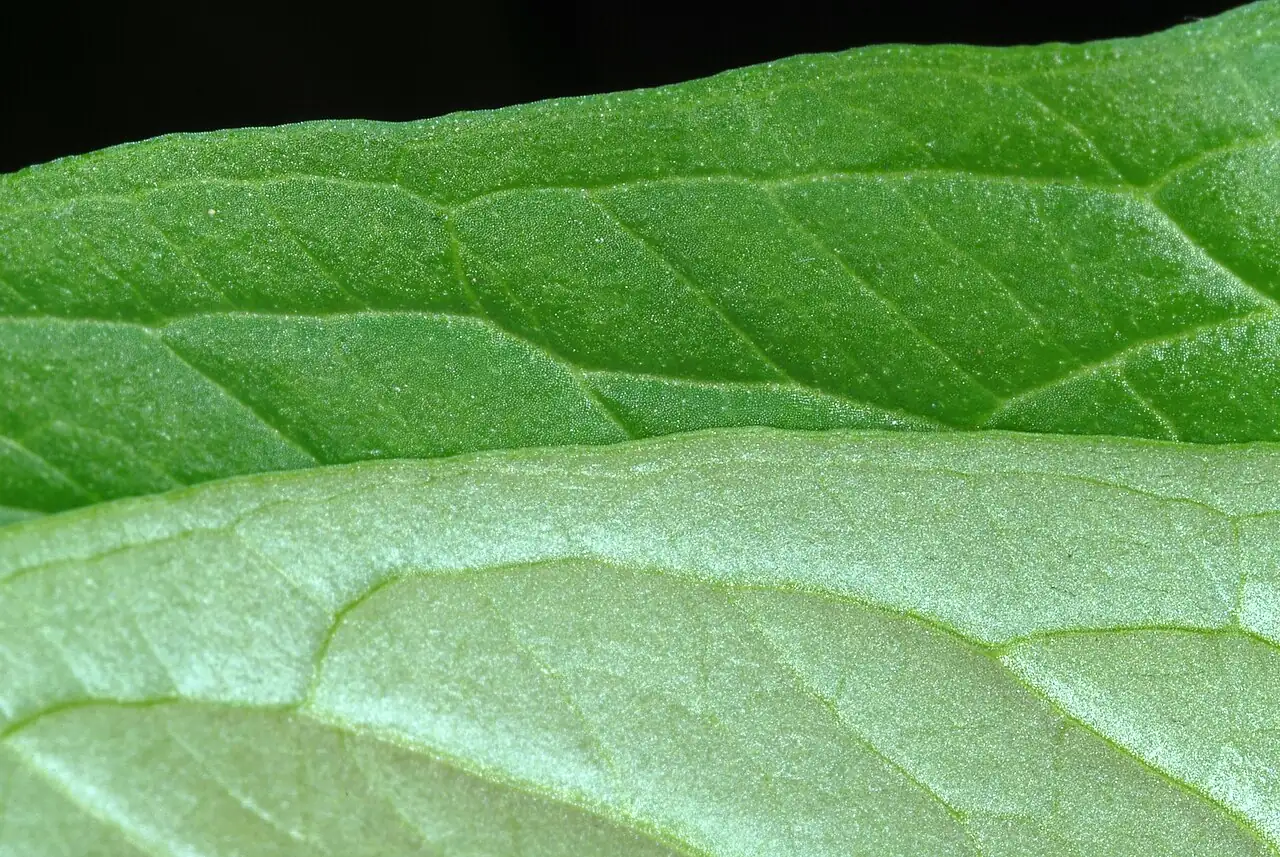 Pedate-Leaf Pinellia (Pinellia pedatisecta) — detail