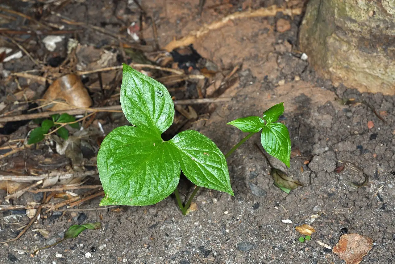 Pedate-Leaf Pinellia (Pinellia pedatisecta) — close-up