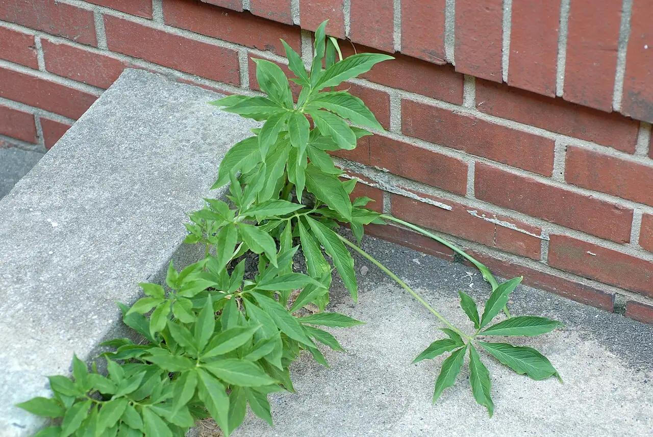 Pedate-Leaf Pinellia (Pinellia pedatisecta) — additional view