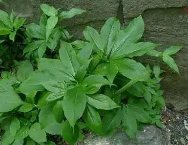 Pedate-Leaf Pinellia (Pinellia pedatisecta) — in setting