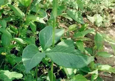 Pedate-Leaf Pinellia (Pinellia pedatisecta) — additional view