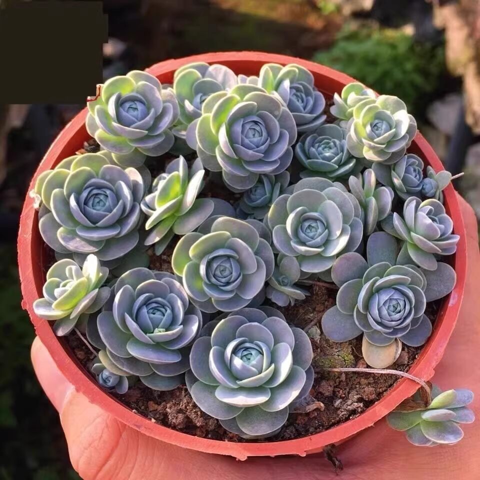 Dunce Cap Succulent