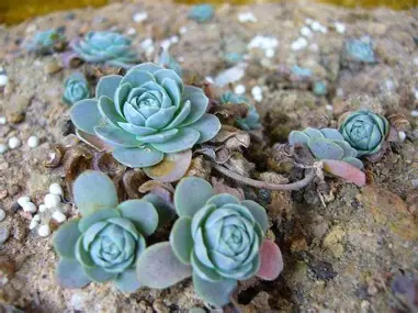 Czapka głupca obraz 4