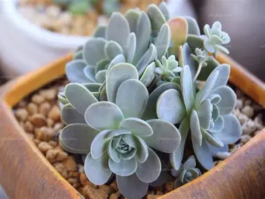 Czapka głupca obraz 5